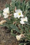 Oenothera caespitosa