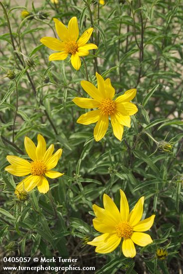 Helianthus cusickii