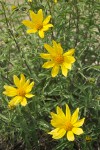 Cusick's Sunflower blossoms & foliage