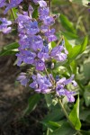 Sticky-stem Penstemon