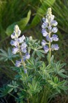 Silvery Lupine