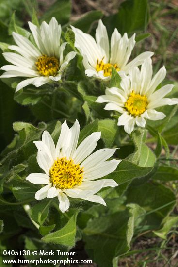 Wyethia helianthoides