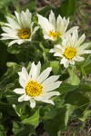 White Mule's Ears