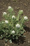 Cockscomb Cryptantha