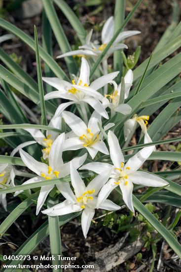 Leucocrinum montanum