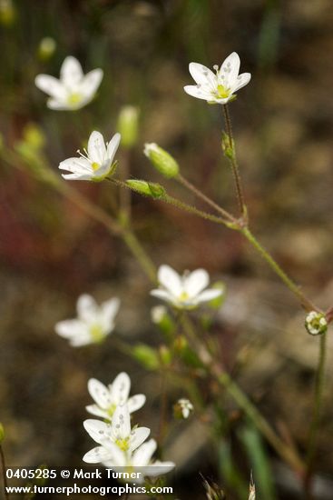 Minuartia tenella