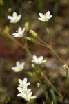 Slender Stitchwort blossoms