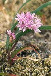 Allium crenulatum