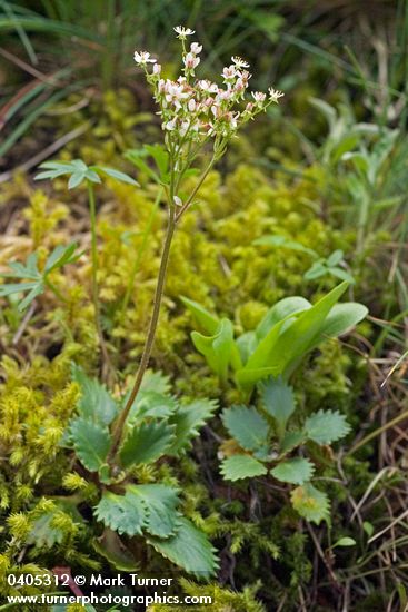 Saxifraga rufidula