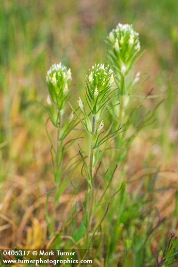 Castilleja attenuata