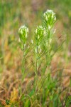 Castilleja attenuata