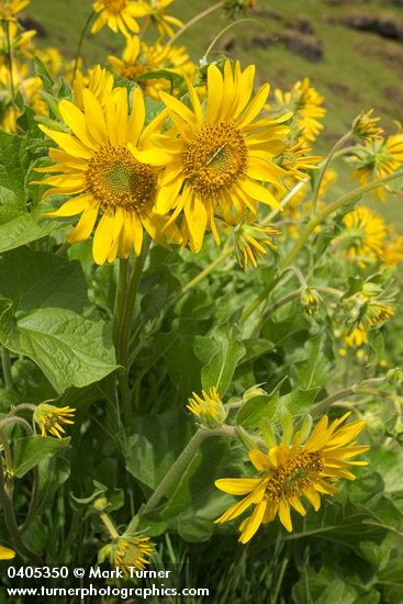 Deltoid Balsamroot