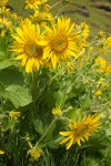 Balsamorhiza deltoidea