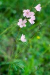 Sidalcea campestris