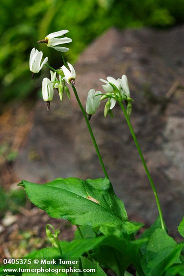 Dodecatheon dentatum