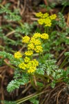 Lomatium hallii