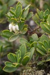 Pinemat Manzanita blossoms & foliage