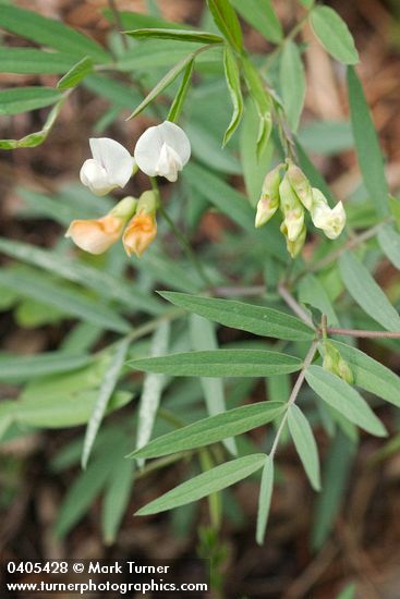 Lathyrus lanszwertii