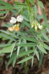 Lathyrus lanszwertii