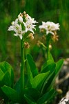 Menyanthes trifoliata