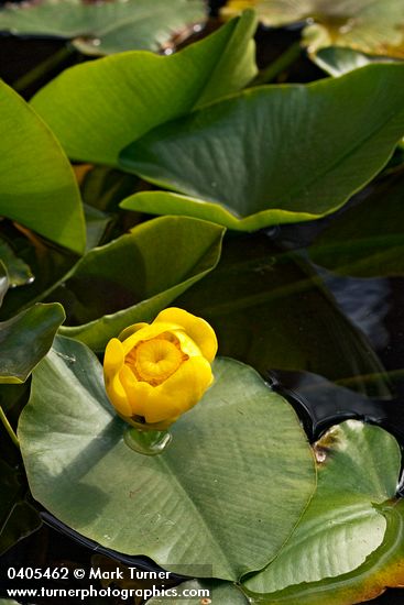 Nuphar polysepala