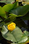 Yellow Pond Lily