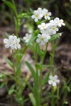 Popcorn Flower