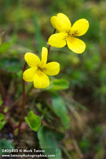 Viola orbiculata