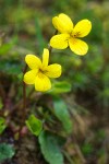 Round-leaved Yellow Violet blossoms & foliage detail