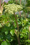 Sea-Watch blossoms & foliage detail