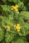 Dune Tansy blossoms & foliage