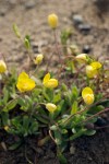 Platystemon californicus