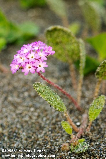 Abronia umbellata