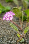 Abronia umbellata