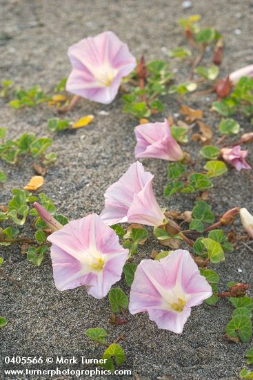 Calystegia soldanella