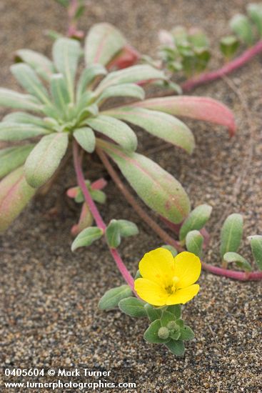 Camissonia cheiranthifolia