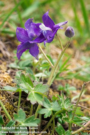 Delphinium decorum