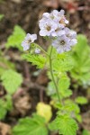 Phacelia bolanderi