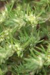 Sandmat Cardionema blossoms & foliage