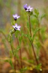 Gilia millefoliata