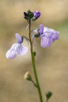 Nuttallanthus canadensis