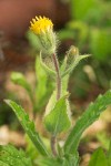 Rayless Arnica