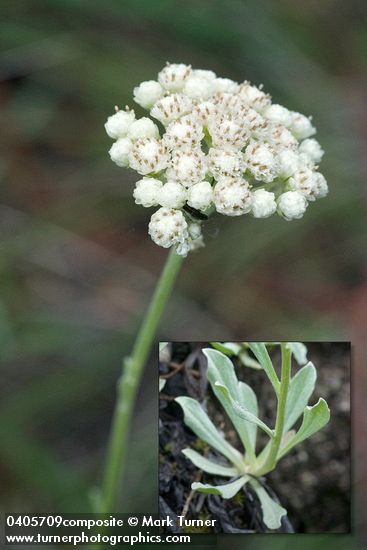 Antennaria howellii