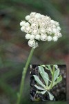 Antennaria howellii