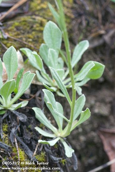 Antennaria howellii