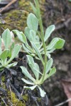 Howell's Pussytoes basal foliage