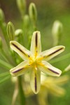 Pretty Face blossom detail