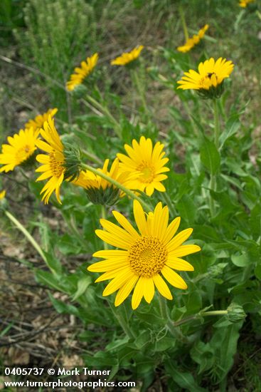 Wyethia angustifolia