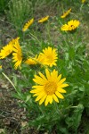 Wyethia angustifolia