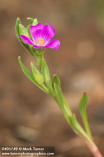 Calandrinia ciliata